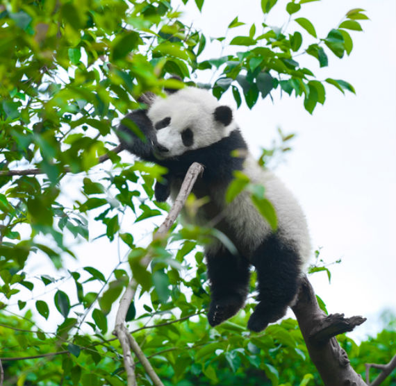 Los pandas gigantes fueron carnívoros alguna vez, pero por su capacidad evolutiva, mantuvieron una dieta de bambú. Foto: Shutterstock.