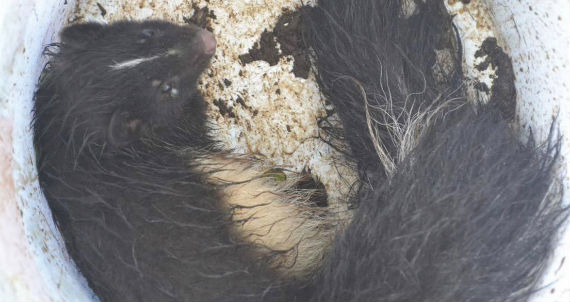 La Profepa informó que dos particulares entregaron de manera voluntaria a una tarántula de rodillas rojas y un Zorrillo, los cuales fueron sometidos a revisión. Foto: Profepa.