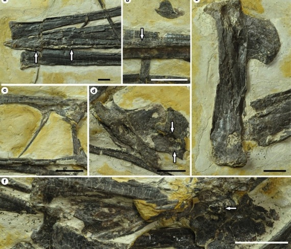 Los científicos chinos encontraron similitudes entre el reptil y los pelícanos actuales aunque aclaran que ambos animales no están relacionados. Foto: Xiaolin Wang