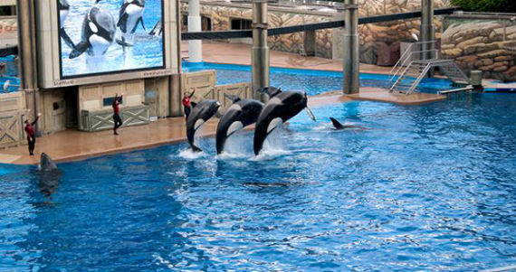 SeaWorld enfrenta durante los últimos años varias crisis, entre económica, de popularidad y de reputación gracias a un documental que revela el trato a las orcas. Foto: Especial