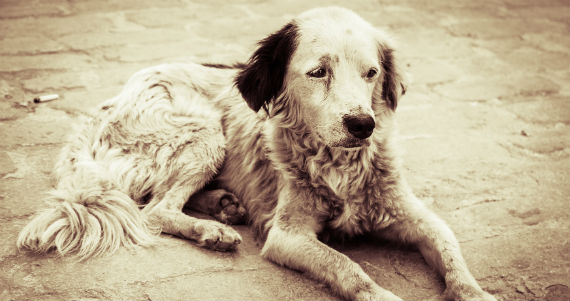 shutterstock_112597121