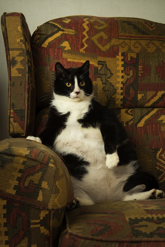 Debes consultar a tu veterinario para identificar si tu mascota padece obesidad. Foto: Shutterstock.