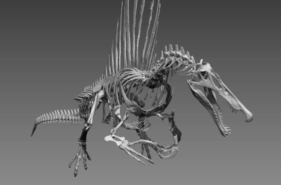 Los investigadores piensan que el Spinosaurus aegyptiacus recorría un sistema de ríos ubicados en lo que hoy es África. Foto: University of Chicago, Fossil Lab