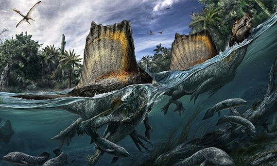 El Spinosaurus es el único dinosaurio conocido adaptado a la vida en el agua. Foto: Davide Bonadonna, University of Chicago, Natural History Museum, Milan
