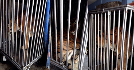 El propietario no pudo acreditar fehacientemente la legal procedencia del felino. Foto: Profepa.