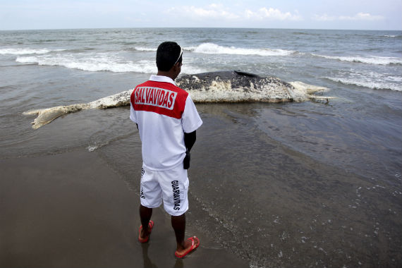 Las ballenas enfrentan cada vez más riesgos inminentes en el mundo. Foto: Cuartoscuro.