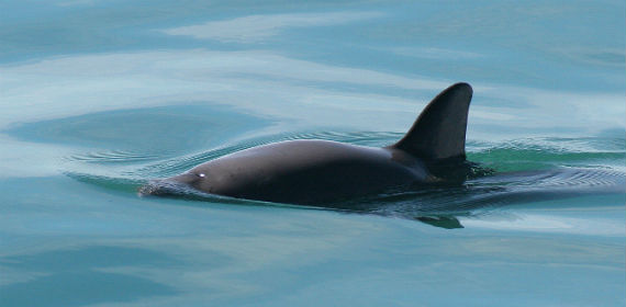 ONGs llaman a EPN a actuar por posible extinción de la vaquita marina en su sexenio