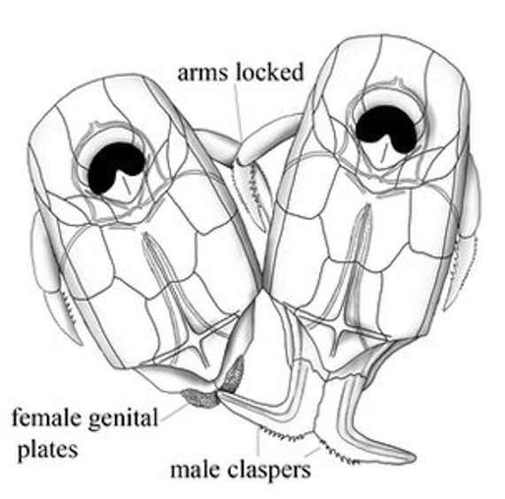 La cópula con este método no permaneció por mucho tiempo, ya que los peces volvieron al desove. Foto: U. Flinders