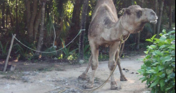 Se desconocen las causas del ataque, pero creen que pudo ser por el elevado nivel de estrés al que podría estar sometido el dromedario. Foto: Twitter/@yeceniagot