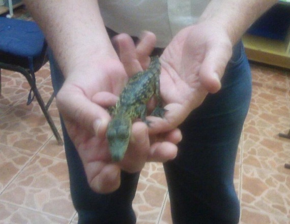 Crías de cocodrilo fueron enviadas por paquetería. Foto: Profepa