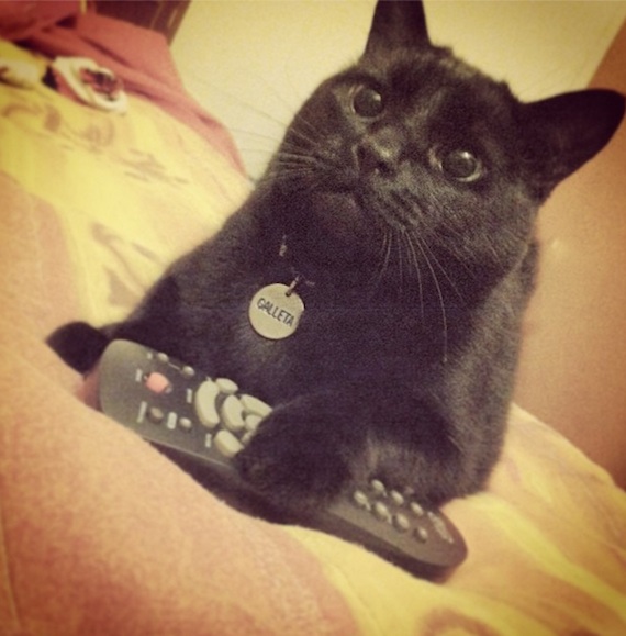 La Real Sociedad para la Prevención de la Crueldad contra los Animales afirmó que algunas personas desprecian y abandonan a los felinos de color negro por no ser tan fotogénicos. Foto: Instagram.