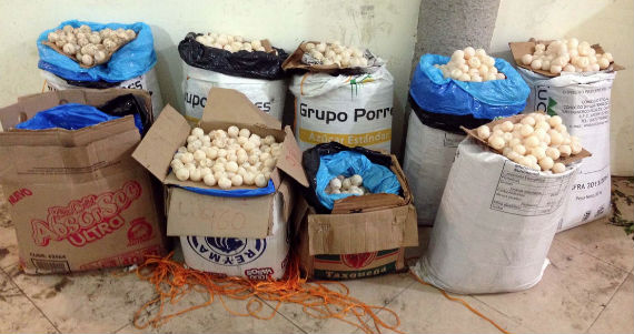 Fueron asegurados seis costales y tres cajas de cartón, conteniendo huevos de tortuga marina que se encontraban cubiertos por hojas de albahaca. Foto: PGJE.