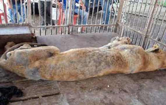 Aspecto de "Morelia" en fotografía tomada aún dentro del circo donde se encontraba en Jalisco. Foto: Cortesía.