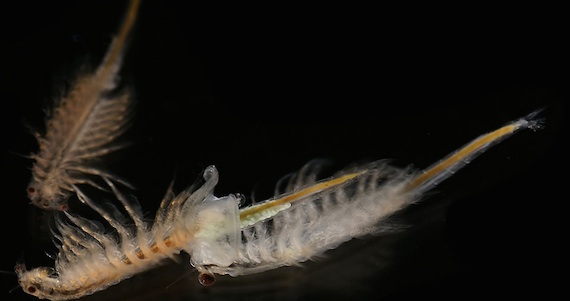 Así es como lucen las artemias que alcanzan a medir hasta 3 milímetros, dependiendo de la fase de vida en la que se encuentren. Foto: Especial.