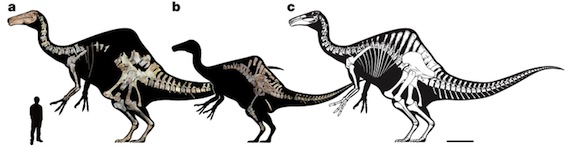 Durante década, el Deinocherius fue considerado uno de los dinosaurios más enigmáticos, debido a la escasez de piezas del esqueleto encontradas. Foto: Nature