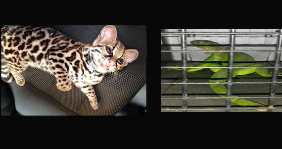 Una ciudadana entregó a los bomberos al reptil de manera voluntaria, quienes lo trasladaron a las instalaciones de la Profepa. Foto: Profepa