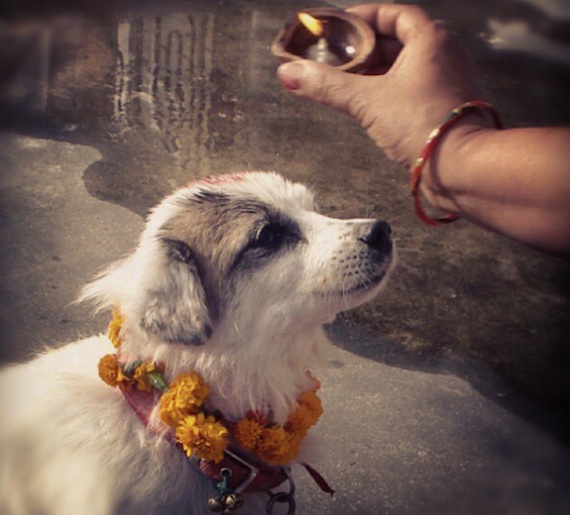 En Nepal alaban durante dos días a las vacas y a los perros con diferentes actividades. Foto: Instagram.