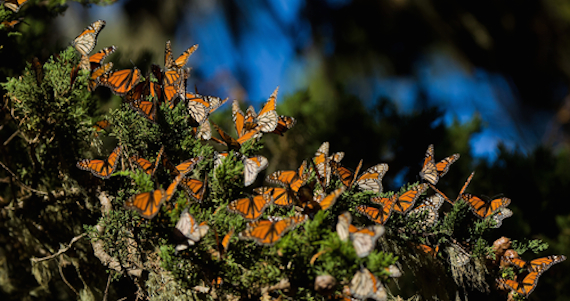 Las mariposas monarca recorren distancias desde Canadá en otoño hacia México para hibernar. Foto: Shutterstock