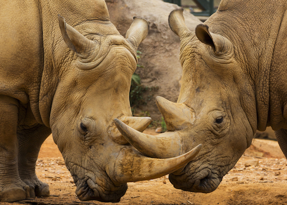 A pesar de los estudios que existen que explican la importancia de los cuernos en los rinocerontes, se les remueve para que no se conviertan en una especie extinguida. Foto: Shutterstock.