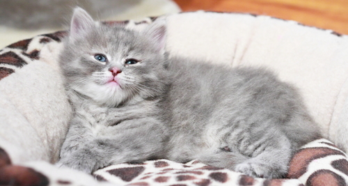 Mantener a una mascota activa es un paso importante para que no padezcan depresión que se puede dar por diferentes razones, como los cambios repentinos de rutina. Foto: Shutterstock.