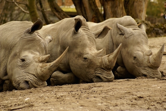 Por si fuera poco, los rinocerontes negros y blancos enfrentan riesgos como la caza furtiva, ya que sus cuernos alcanzan altos precios en el mercado de medicina alternativa. Foto: Shutterstock.