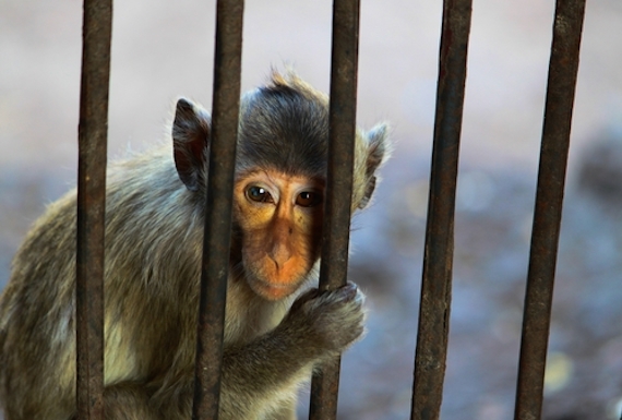 Estudios científicos y organizaciones defensoras de los derechos de los animales recomiendan no tener a un primate como especie. Foto: Shutterstock.