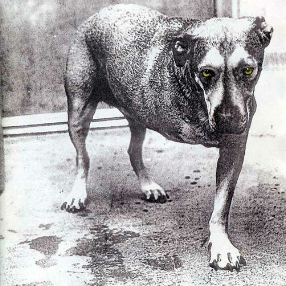 Alice in Chains y su perro deforme. Foto: Especial