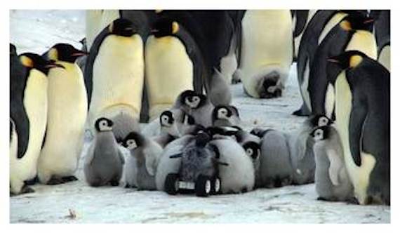 Los investigadores pondrán este método en práctica con más especies para ver si funciona de la misma forma en otro hábitat. De cualquier forma, el robot ofrece miles de fotografías impresionantes. Foto: Nature Methods.