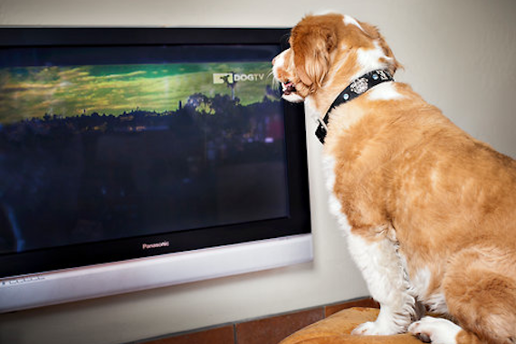 Relajante, con movimiento y sin publicidad: así es la programación especial para perros que comenzará a ofrecer un canal alemán. Foto: Dog TV