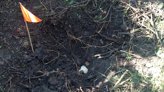 Integrantes de a UPOEG y algunos familiares de los 43 normalistas desaparecidos localizaron dos fosas más este lunes con restos humanos cerca de la laguna de Tuxpan. Foto: Cuartoscuro 