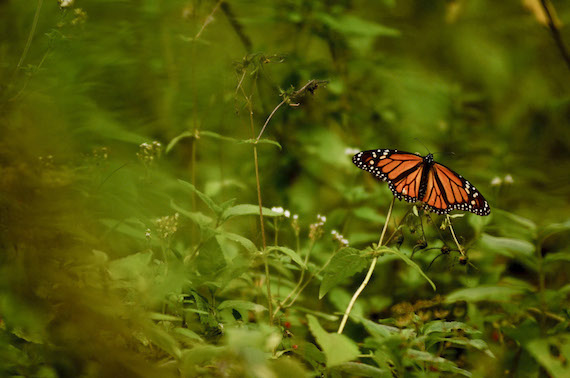En 2013 el espacio ocupado por las mariposas monarca en Michoacán se redujo en un 40 por ciento. Fotografía: Cuartoscuro