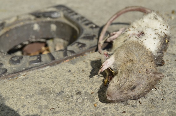 Animales como las ratas y los gusanos suelen provocar aversión en las personas y sirvieron para llevar a cabo el estudio. Foto: EFE