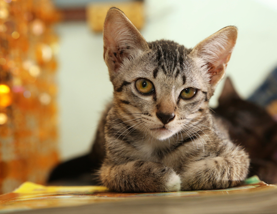 Los gatos pueden percibir a los humanos muchas veces como grandes primates agresivos. Foto: Shutterstock.