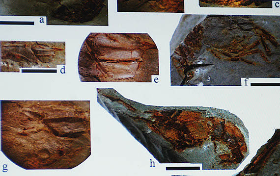 En los municipios de Tehuacán, Zapotitlán Salinas y Juan N. Méndez se hallaron 102 vestigios juveniles y adultos de la especie extinta Meyeria magna.