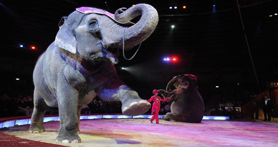 La organización expresó a través de una nota su preocupación por el hecho de que tres elefantes han viajado confinados en vagones sin acceso a tratamiento veterinario, posiblemente durante 4 días. Foto: EFE.