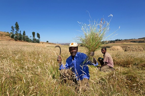 El servicio telefónico ayuda a los trabajadores del campo vía SMS o por Foto: Gizmag