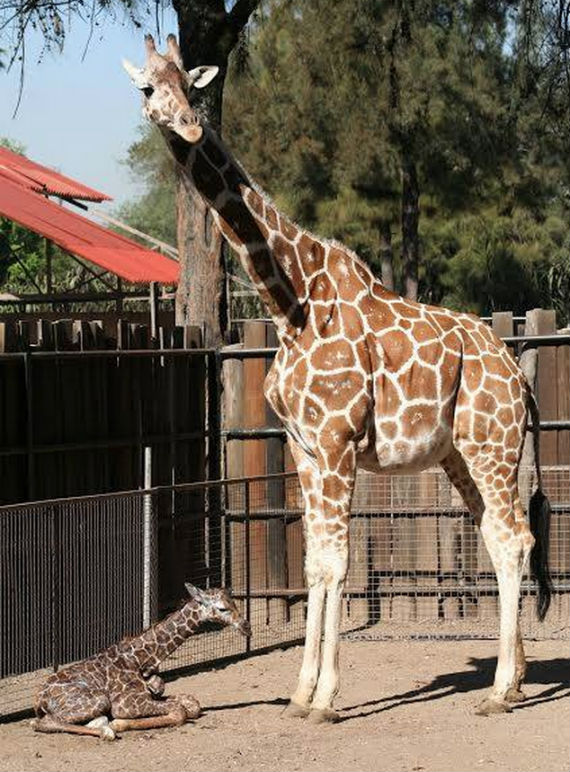 Se trata de un nuevo ejemplar macho, que nació a las 10:30 horas, con un peso de 40 kilogramos y altura de 1.70 metros. Foto: Facebook.