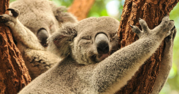 shutterstock_124383622