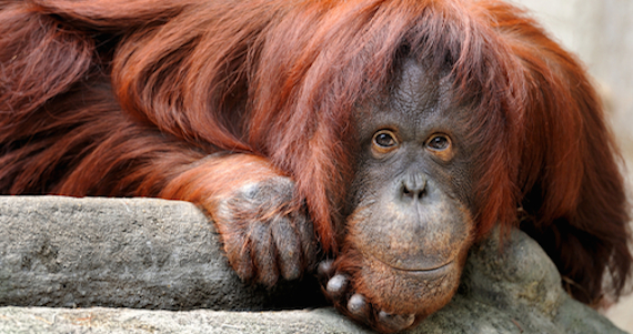 Con más casos similares de antecedentes, Sandra podrá vivir en libertad luego de pasar 20 años de su vida en cautiverio dentro de un zoológico de Argentina. Foto: Shutterstock/Archivo.