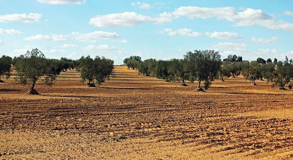 Luego de haber estado inaccesible durante años, el Parque Nacional de Bou Hedma, en Túnez, ha abierto sus puertas a los turistas. Foto: Hans Phol, DW