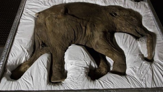 Lyuba es el ejemplar de mamut más completo y mejor conservado. Foto: EFE