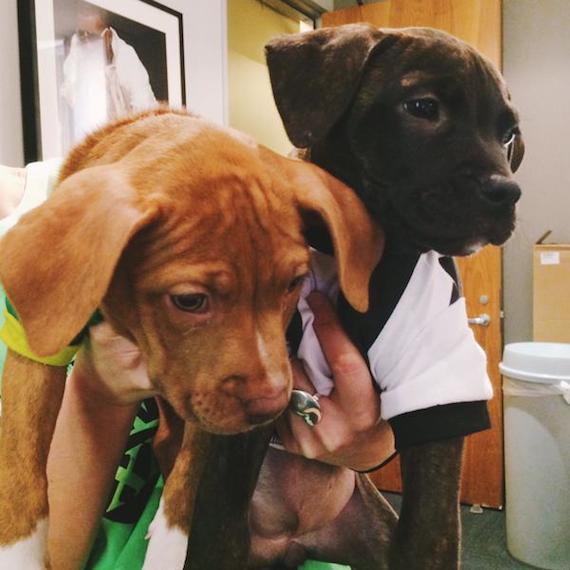 Los perros eran de refugios de las ciudades y algunos vestían jerseys de equipos de futbol americano, con motivo del Super Bowl. Foto: HSI Los Ángeles.