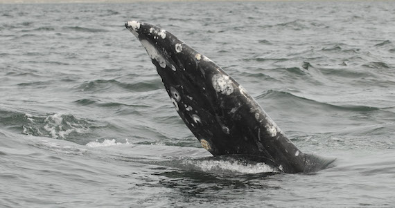 La Profepa continuará cumpliendo con su papel de vigilancia para garantizar la seguridad de las especies marinas del país y llevar a cabo las acciones que garanticen su protección y reproducción. Foto: Cuartoscuro/Archivo.