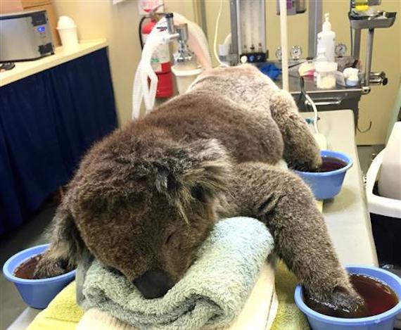 Koala-CIN1538-Jeremy-6_1_15-68.1-Small