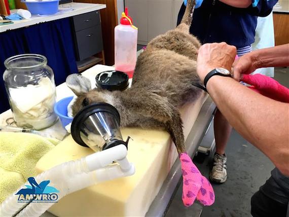 Otros animales resultaron afectados por los incendios que arrasan con parte de los bosques de Australia. En la foto está un canguro herido que quedó huérfano. Foto: amwrro.org.au