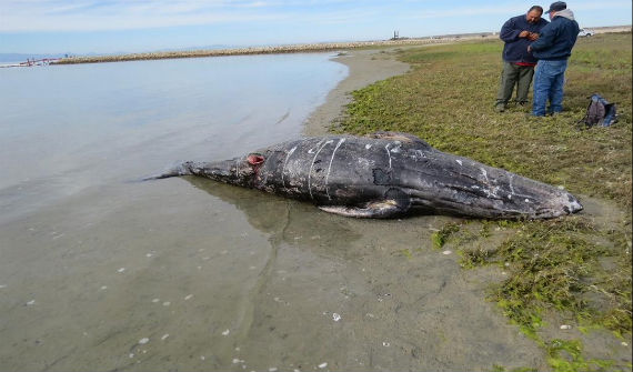 Las autoridades hallaron los cuerpos de 14 cetáceos, de los cuales 13 eran ballenatos. Foto: Profepa.