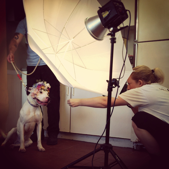 Las fotografías de los pitbulls las hizo con pintura digiral y las versiones para imprimir están disponibles por tiempo limitado en su sitio oficial. Foto: