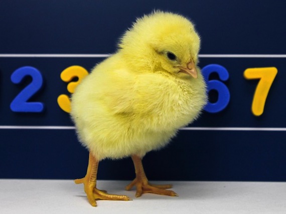 Foto: Rosa rugani/ Universidad de Padova