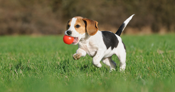 shutterstock_105679412