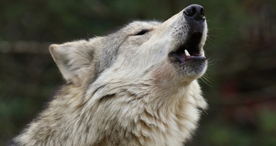 shutterstock_11929114